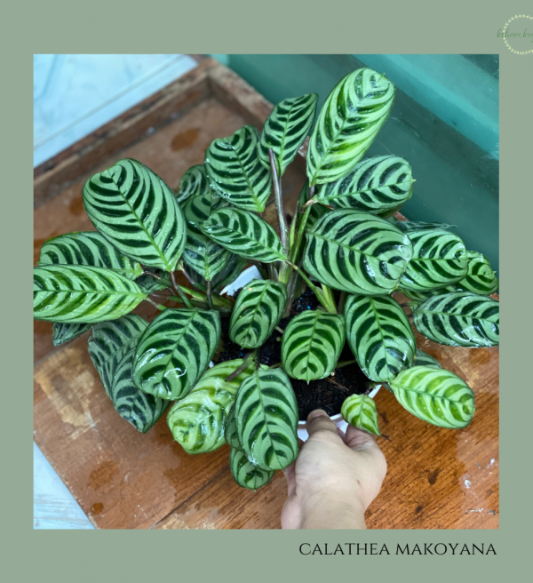 Calathea Makoyana