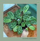 Calathea Makoyana
